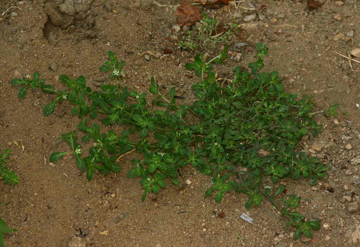 Glinus oppositifolius var. lanatus