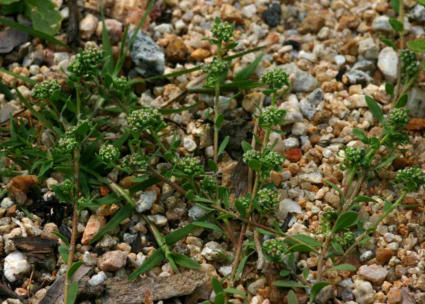 Corrigiola litoralis