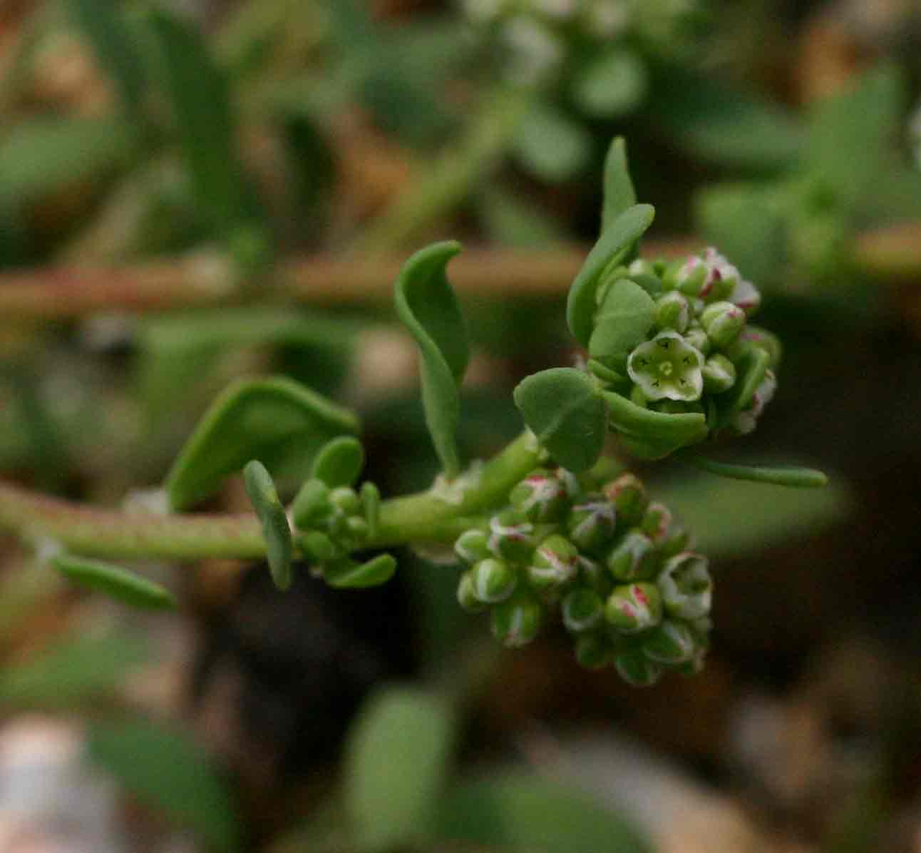 Corrigiola litoralis