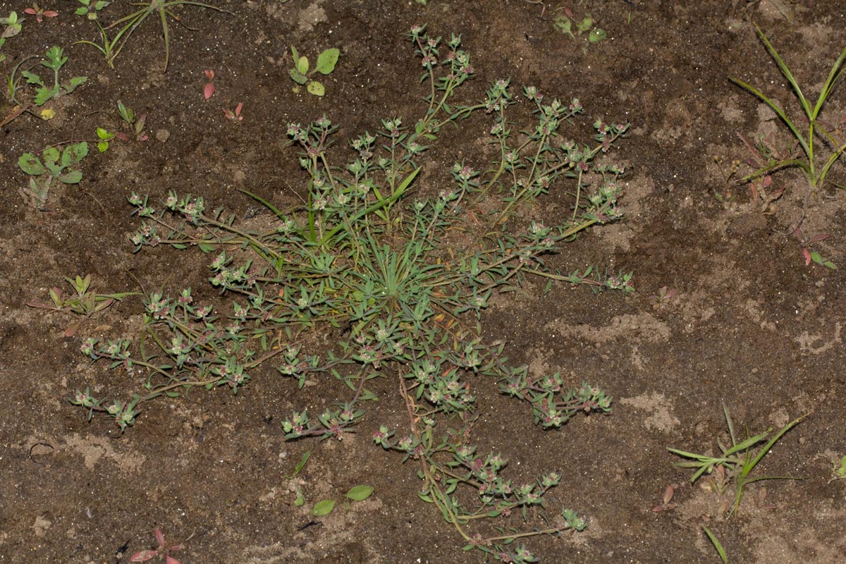 Corrigiola litoralis