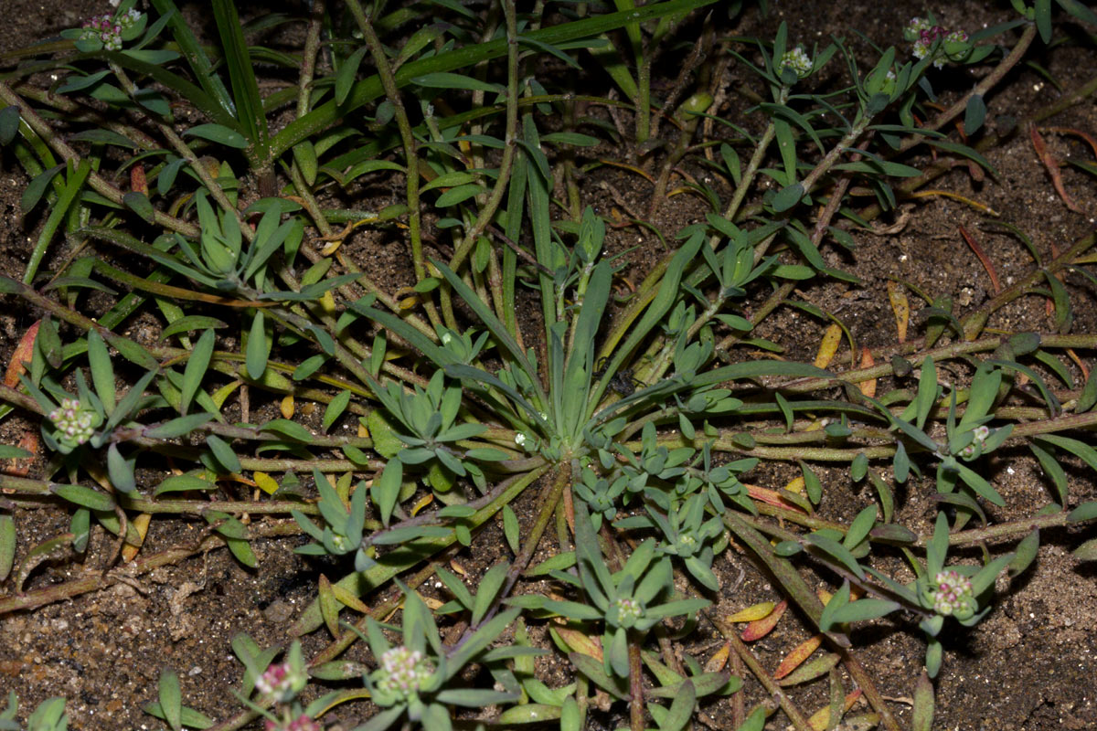 Corrigiola litoralis Corrigiola litoralis