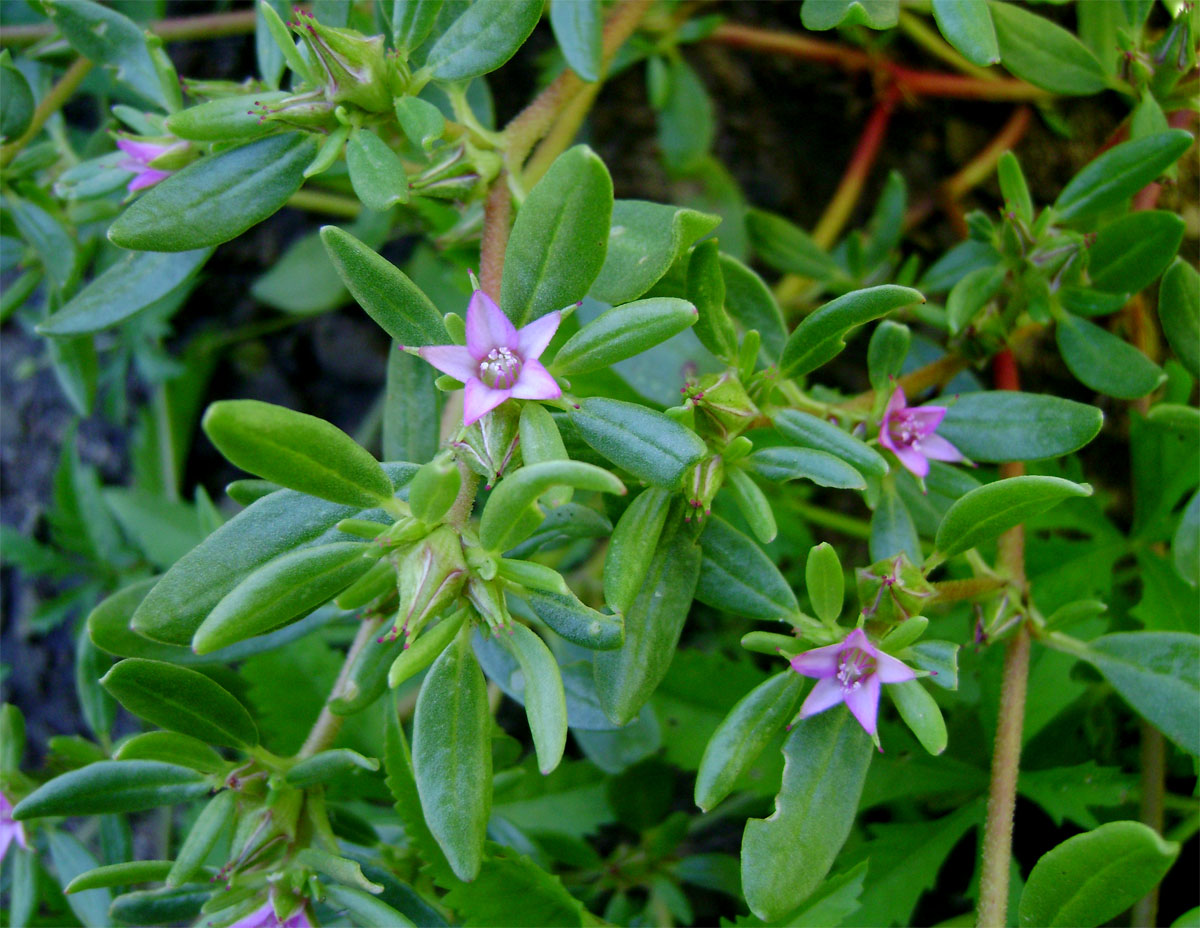 Sesuvium hydaspicum Sesuvium hydaspicum