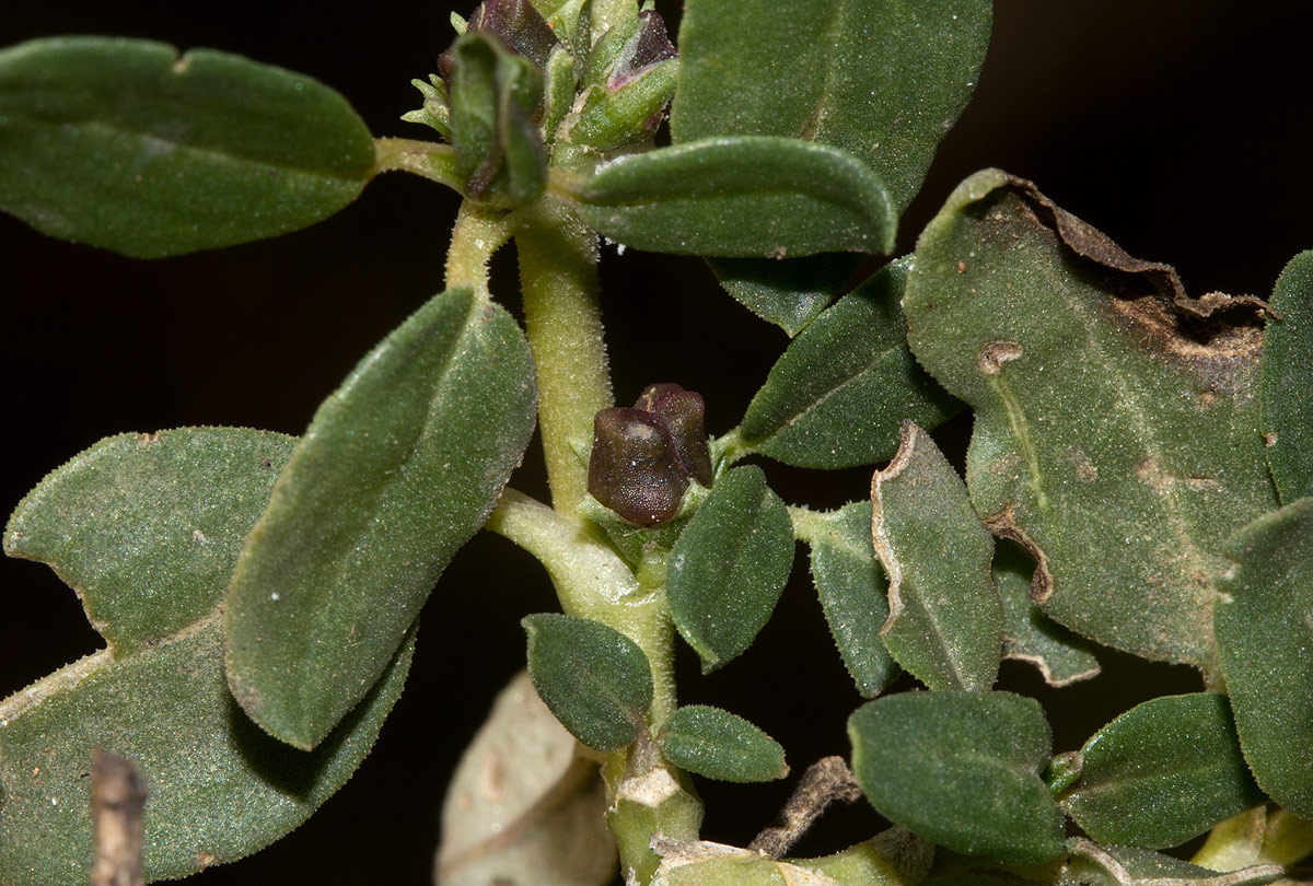 Zaleya pentandra Zaleya pentandra