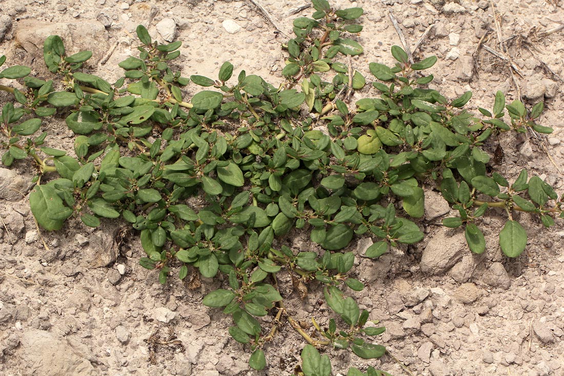 Zaleya pentandra Zaleya pentandra