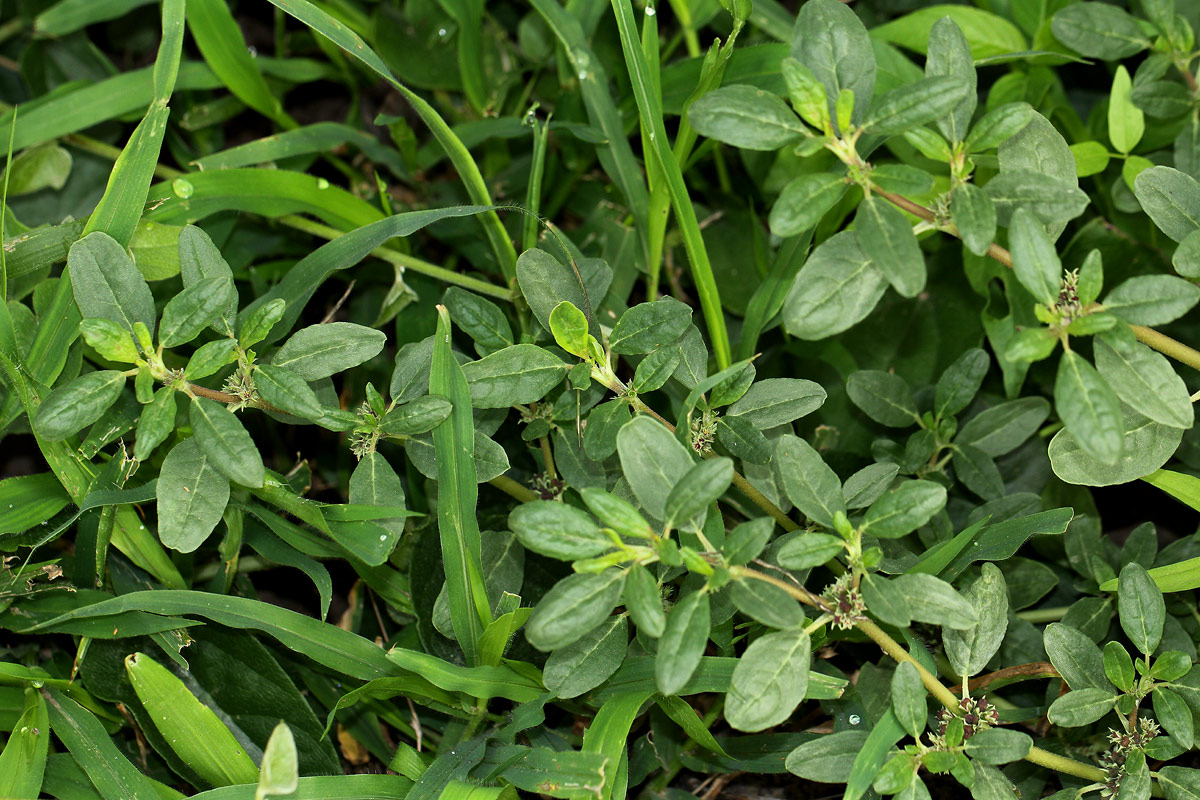 Zaleya pentandra Zaleya pentandra