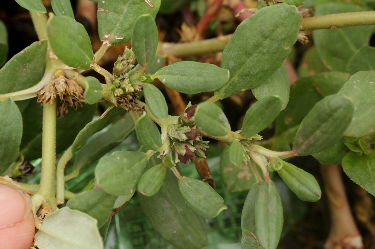 Zaleya pentandra Zaleya pentandra