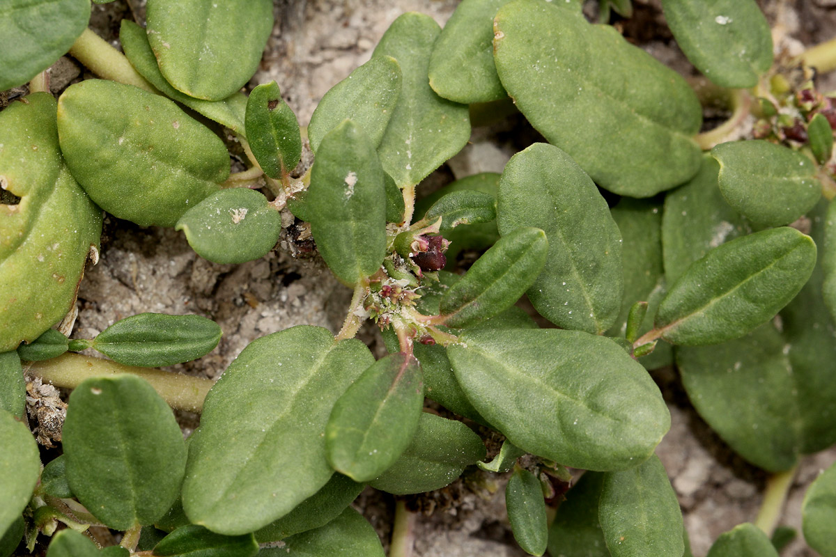 Zaleya pentandra Zaleya pentandra