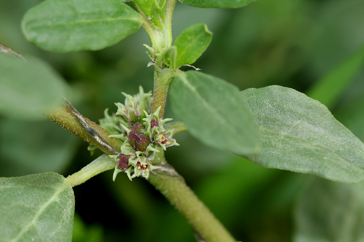 Zaleya pentandra Zaleya pentandra
