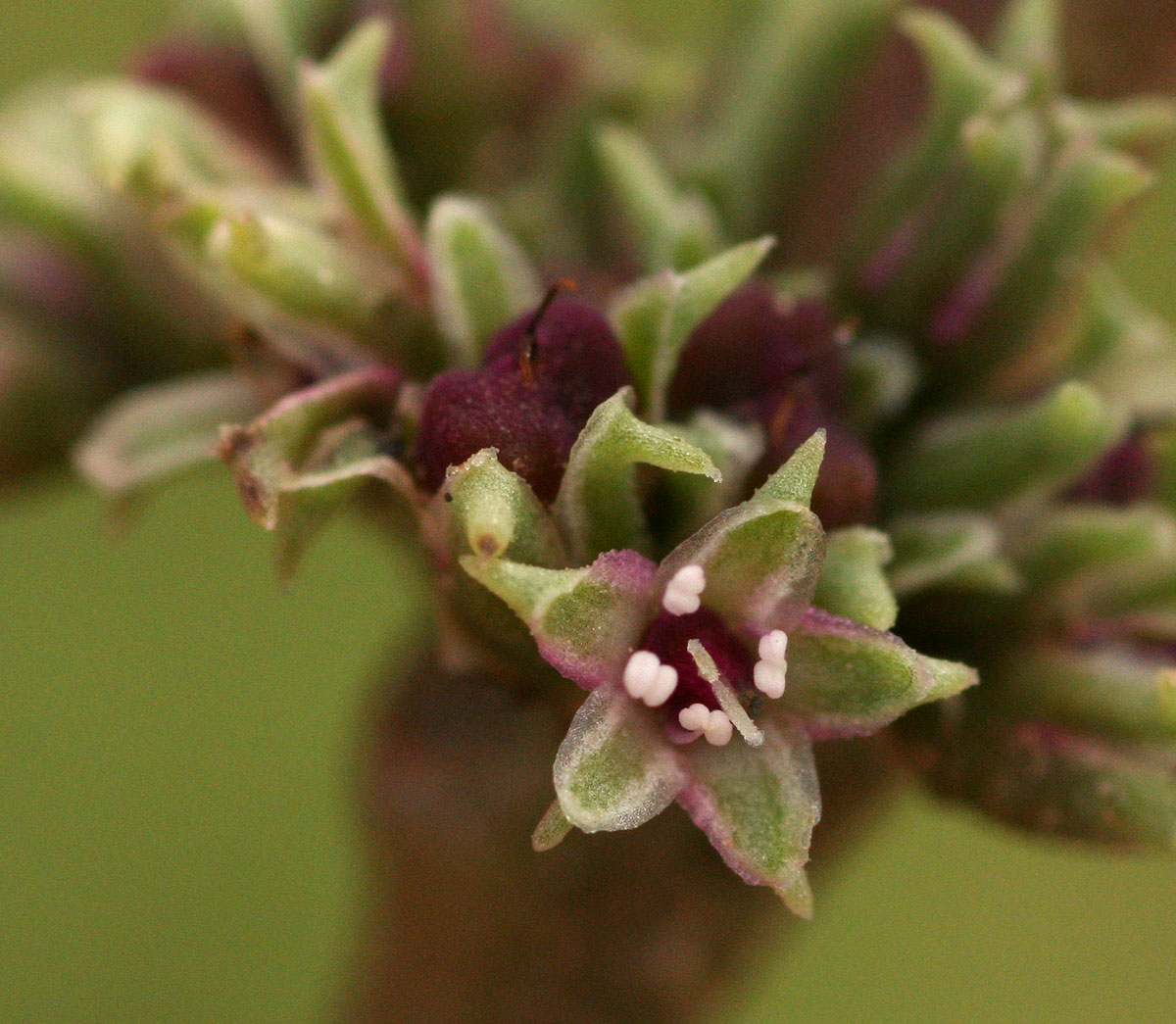 Zaleya pentandra Zaleya pentandra