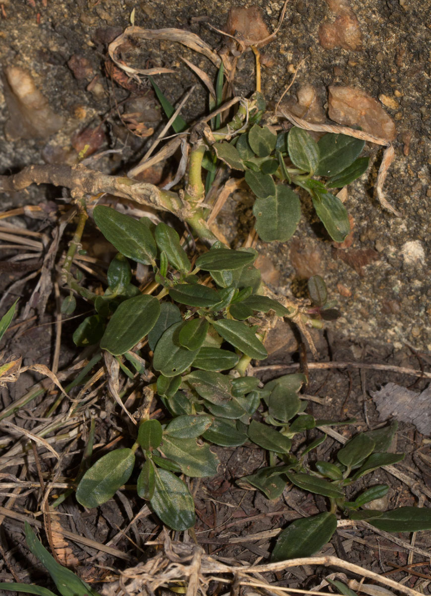 Zaleya pentandra Zaleya pentandra