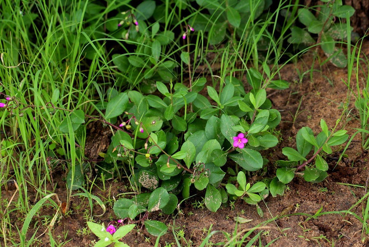 Talinum portulacifolium