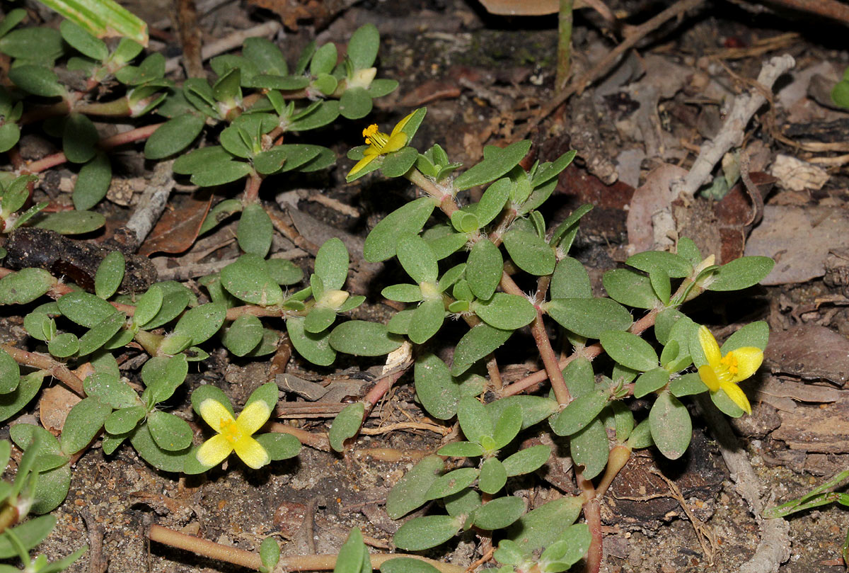 Portulaca quadrifida