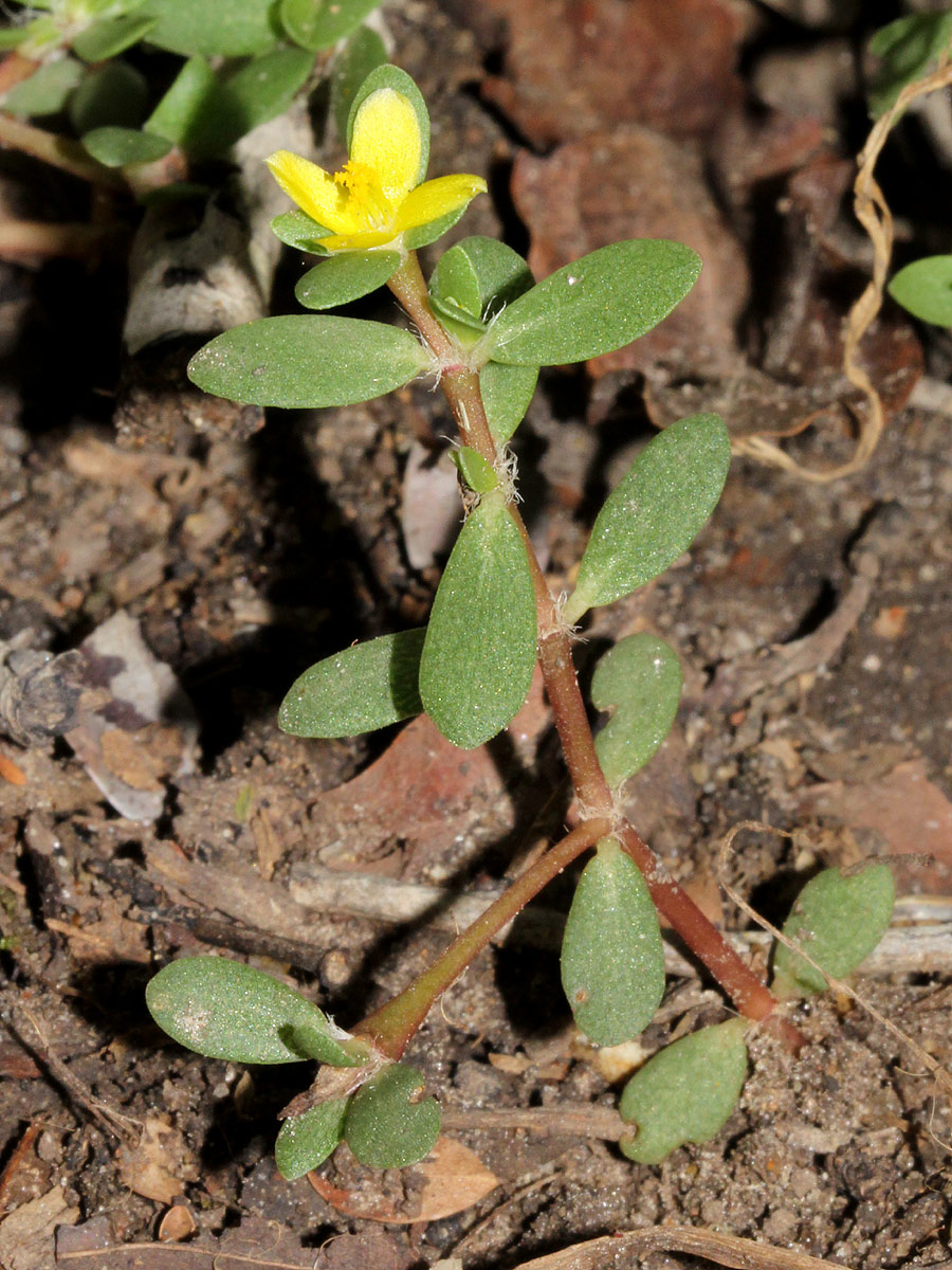 Portulaca quadrifida