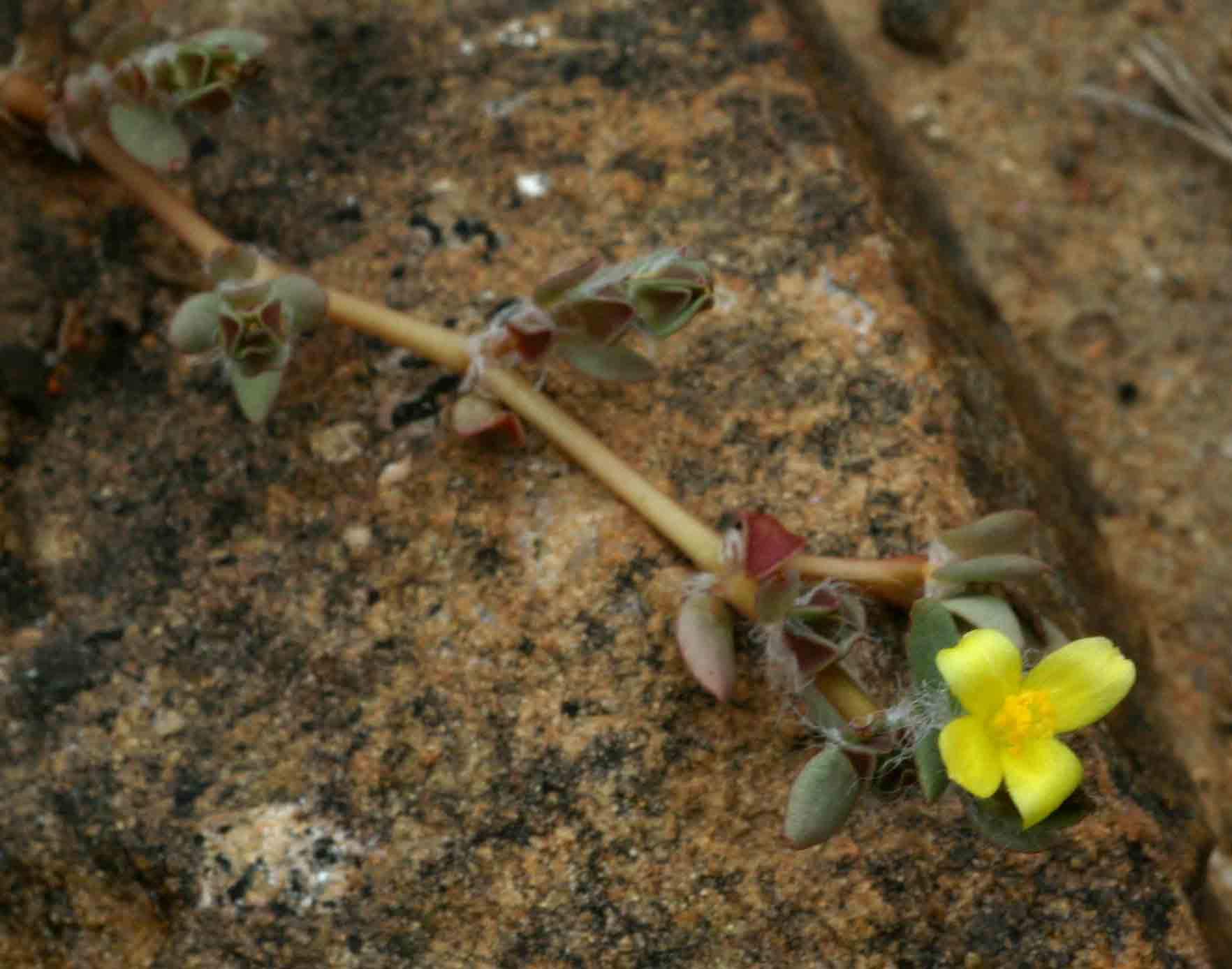 Portulaca quadrifida