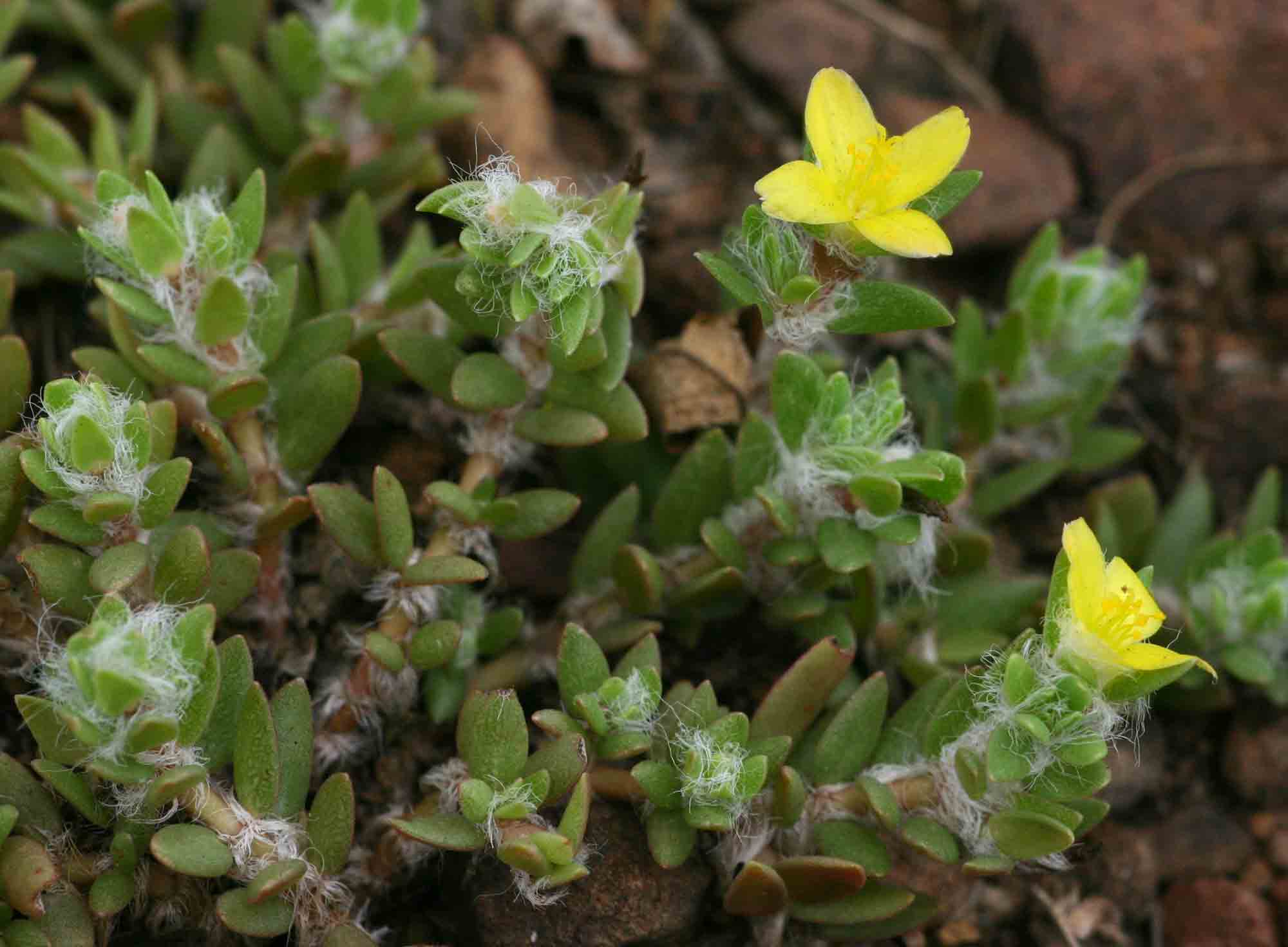 Portulaca quadrifida