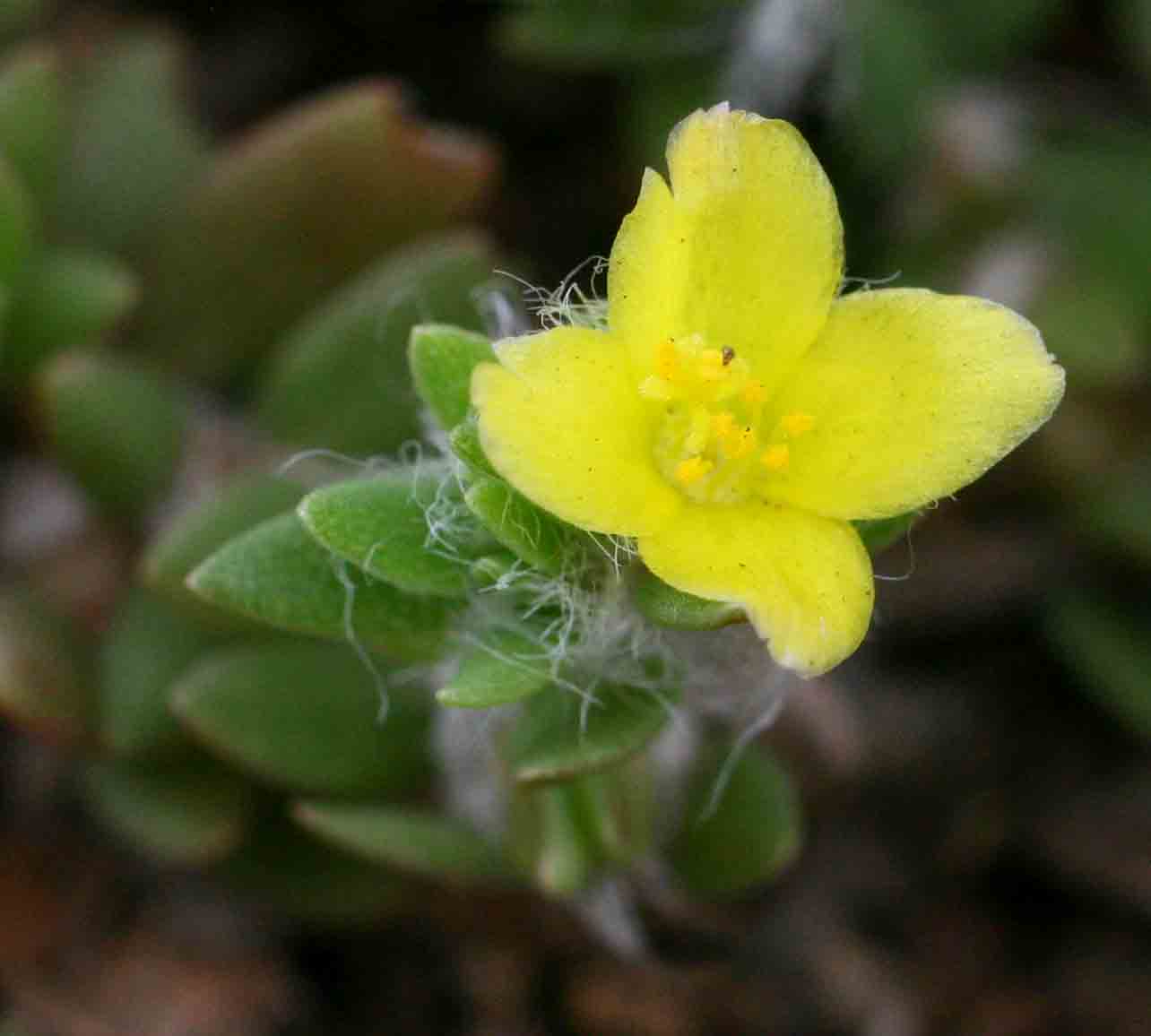 Portulaca quadrifida