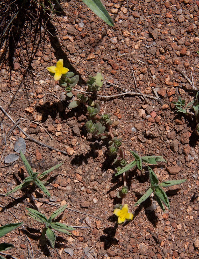 Portulaca quadrifida