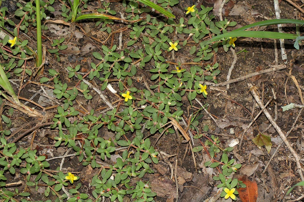 Portulaca quadrifida