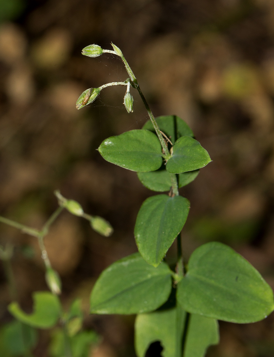 Drymaria cordata Drymaria cordata