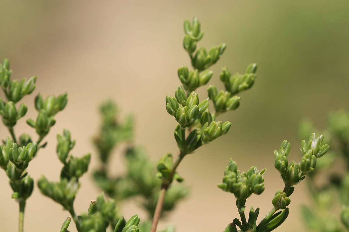 Polycarpon prostratum Polycarpon prostratum