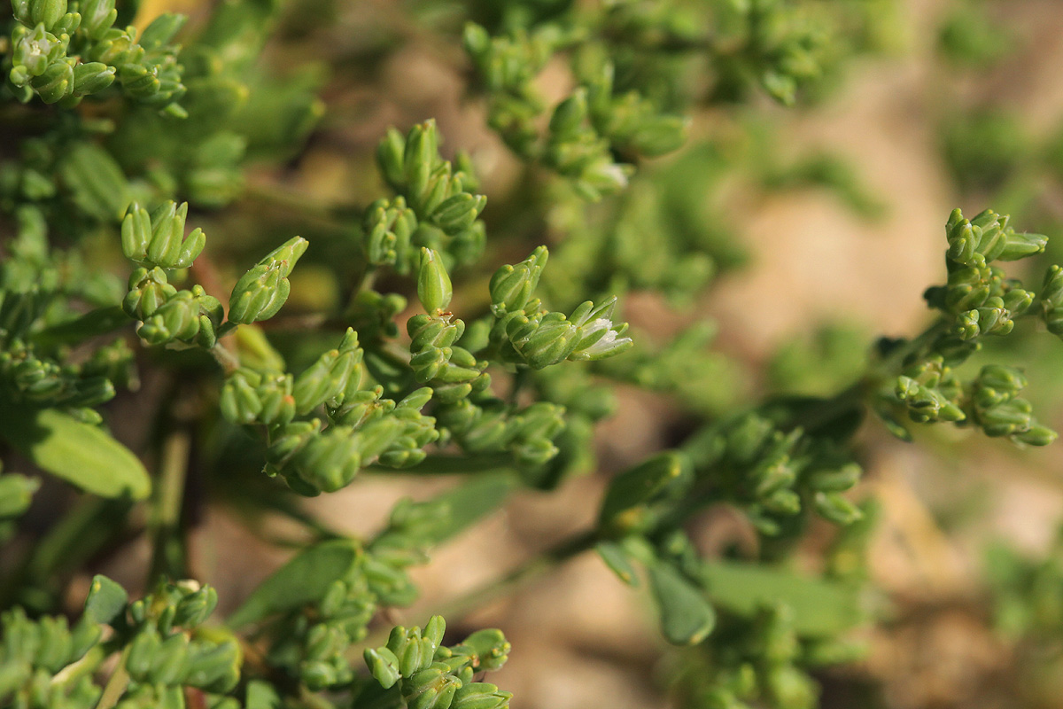 Polycarpon prostratum Polycarpon prostratum