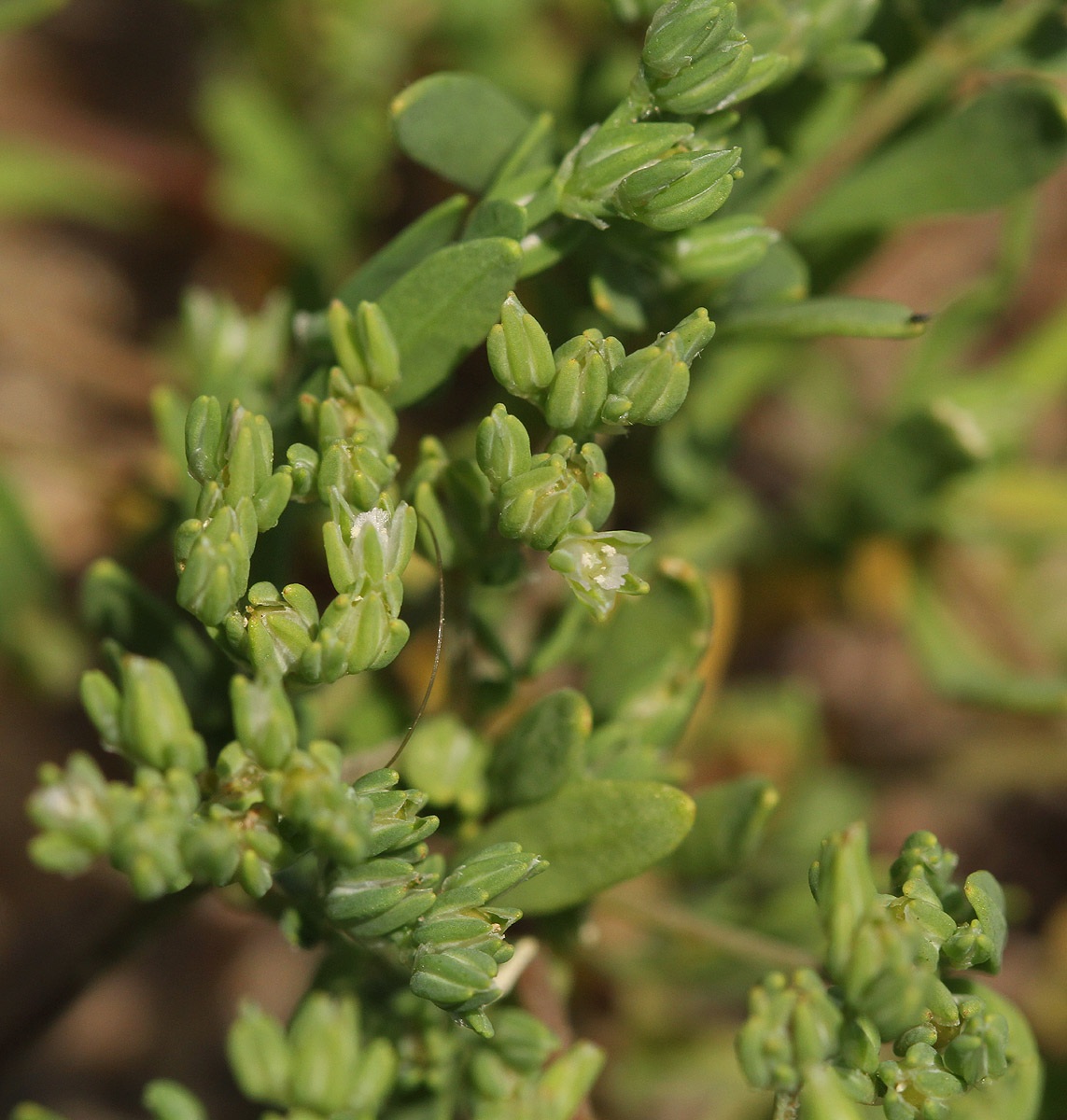 Polycarpon prostratum Polycarpon prostratum