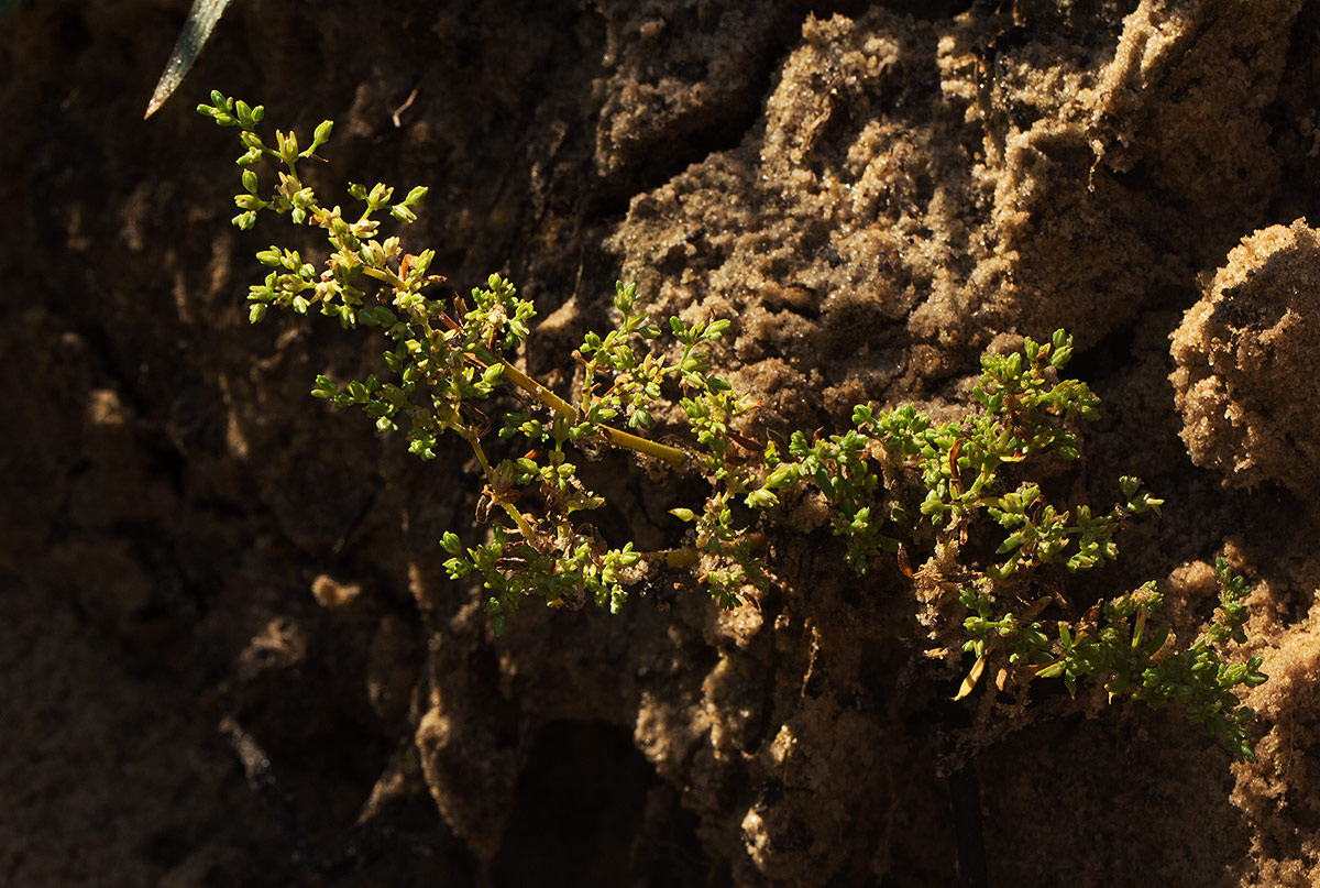 Polycarpon prostratum Polycarpon prostratum