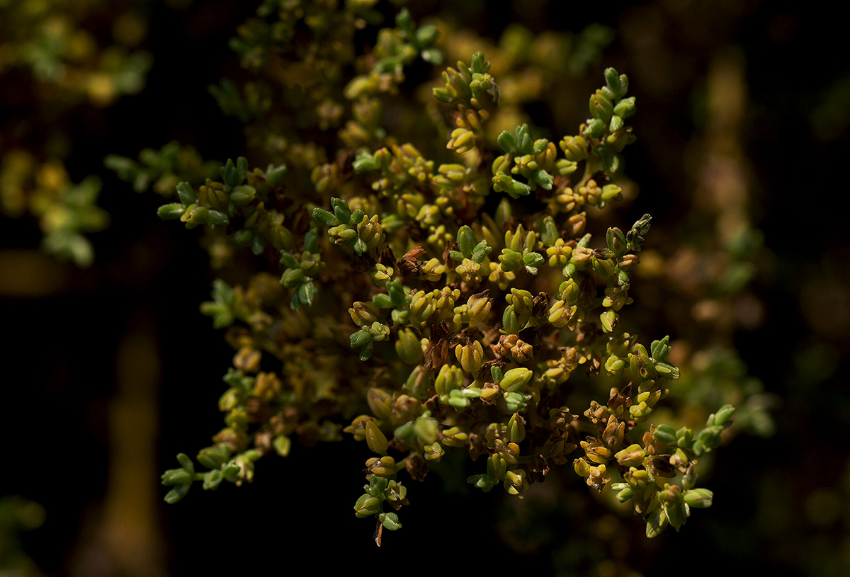 Polycarpon prostratum Polycarpon prostratum