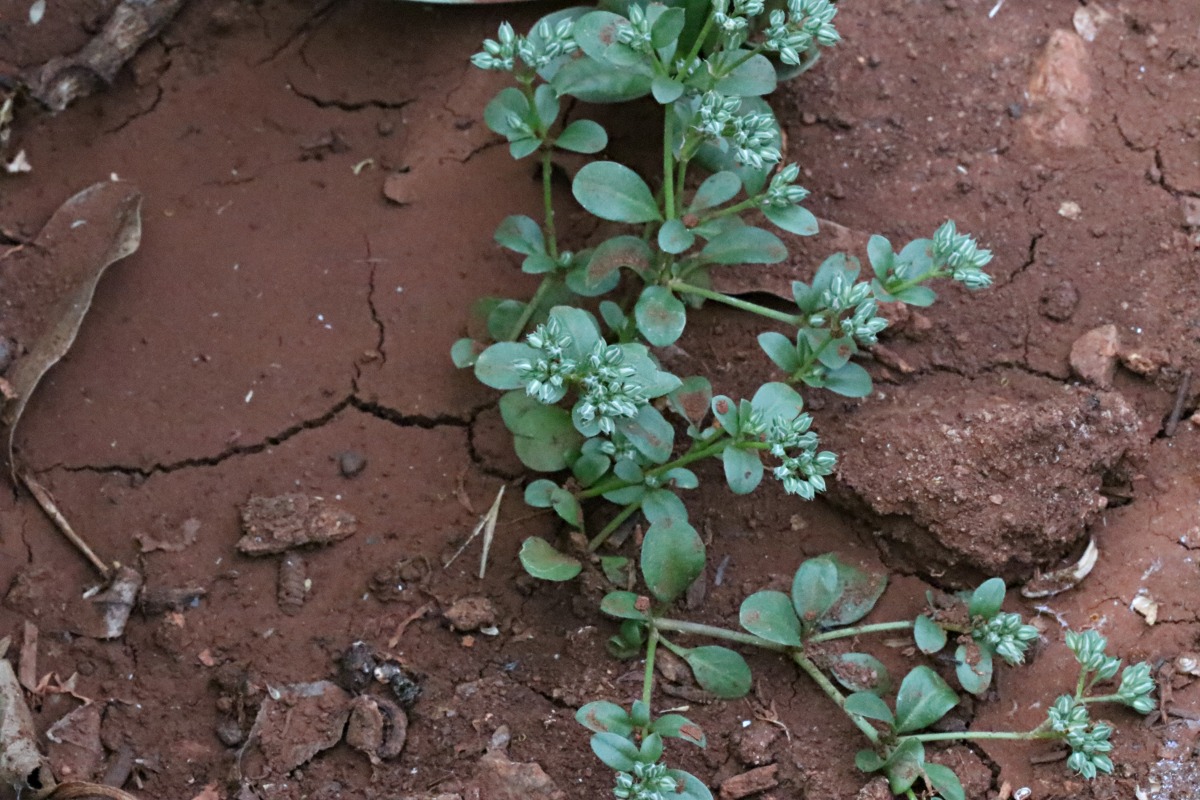 Polycarpon prostratum Polycarpon prostratum