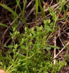 Polycarpon prostratum