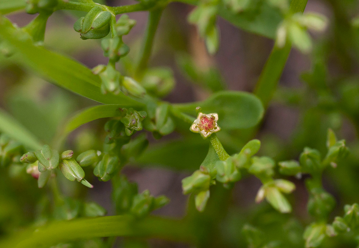 Polycarpon prostratum