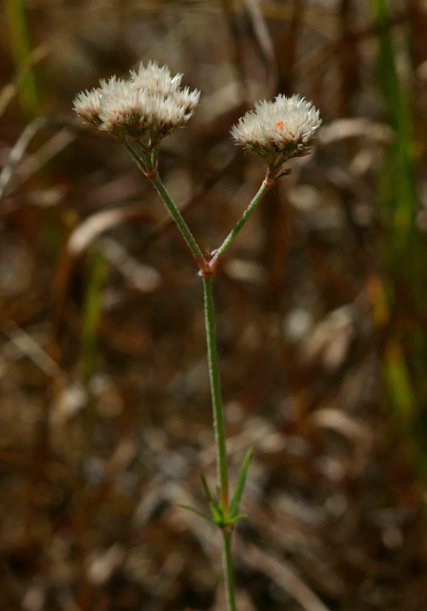 Polycarpaea corymbosa Polycarpaea corymbosa