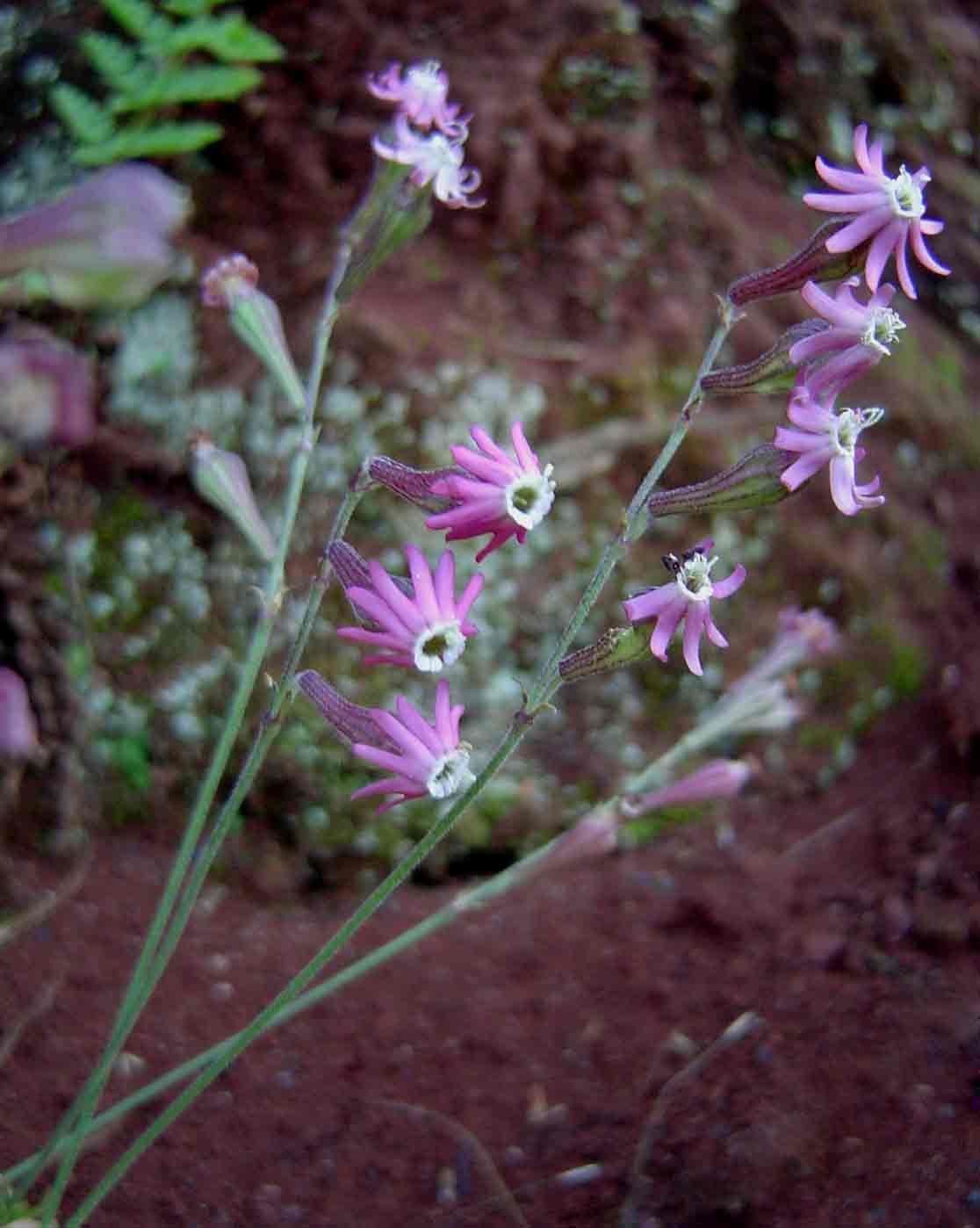 Silene burchellii var. angustifolia Silene burchellii var. angustifolia