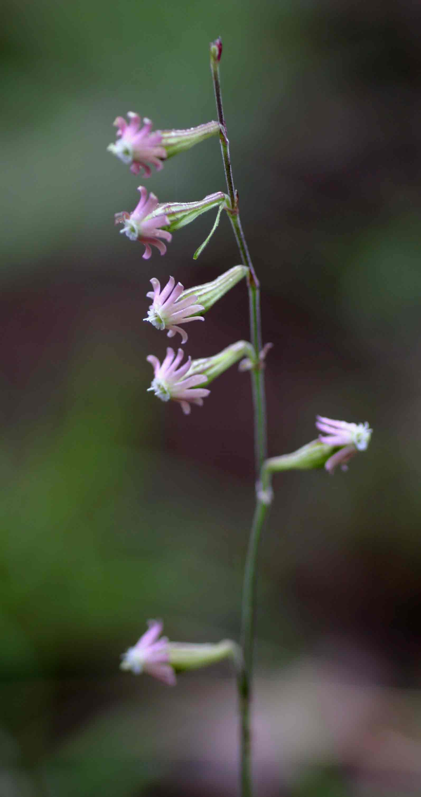Silene burchellii var. angustifolia
