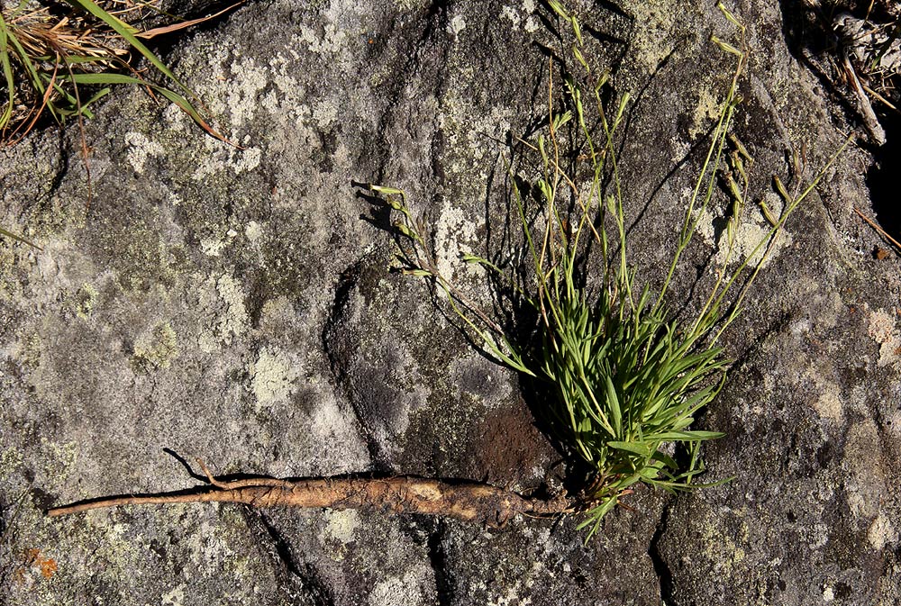 Silene burchellii var. angustifolia Silene burchellii var. angustifolia