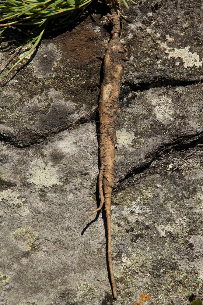 Silene burchellii var. angustifolia