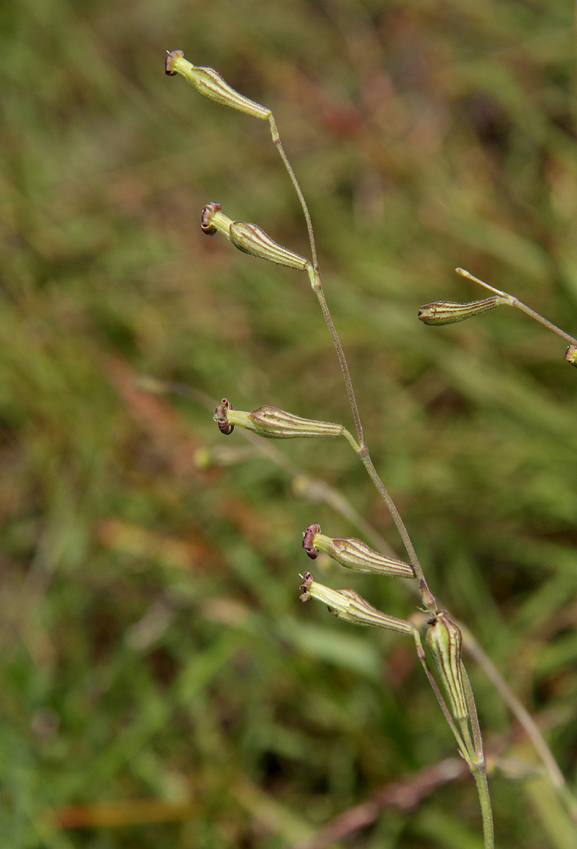 Silene burchellii var. angustifolia Silene burchellii var. angustifolia