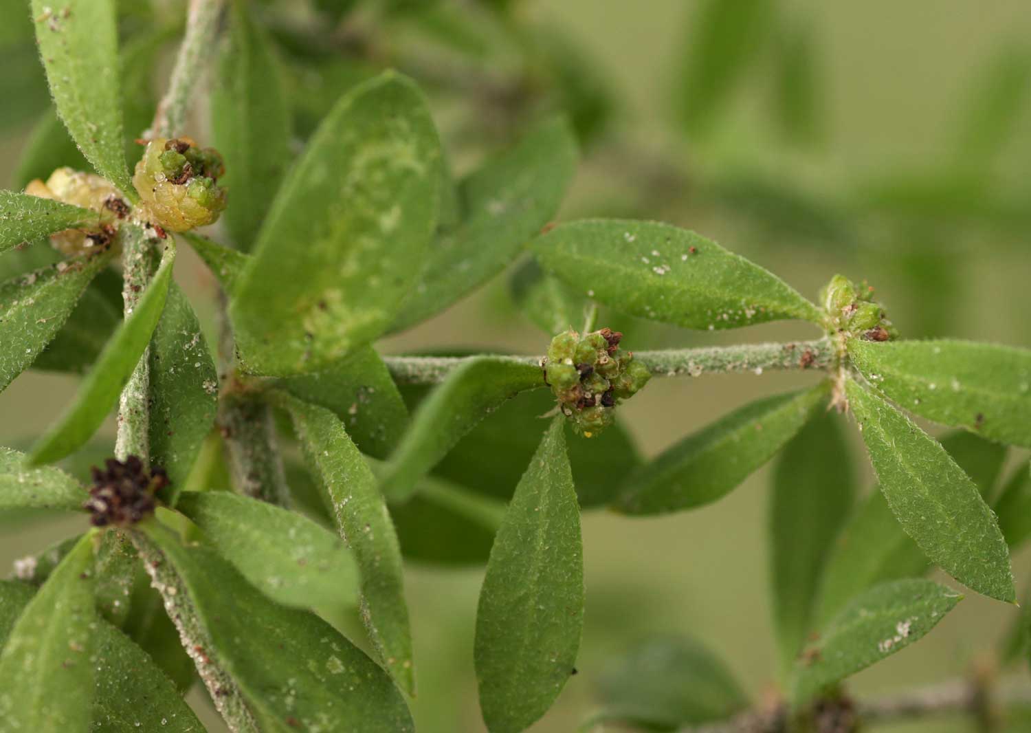 Pollichia campestris