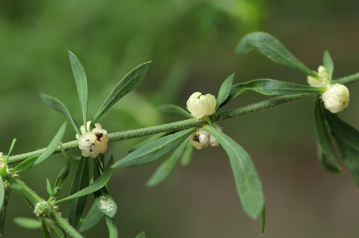 Pollichia campestris Pollichia campestris