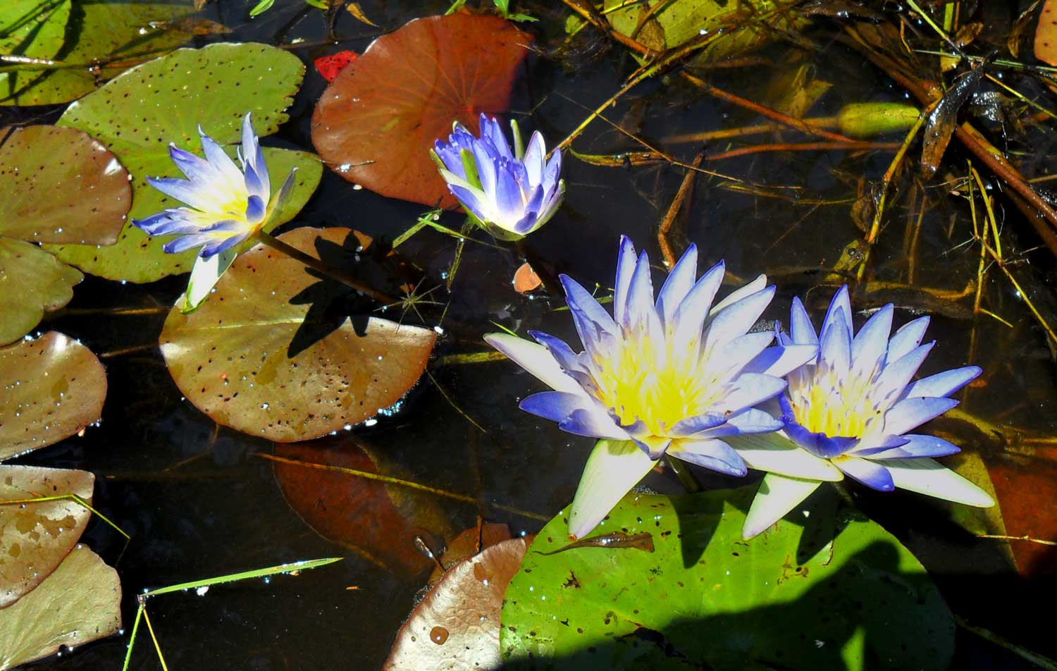 Nymphaea nouchali var. caerulea Nymphaea nouchali var. caerulea