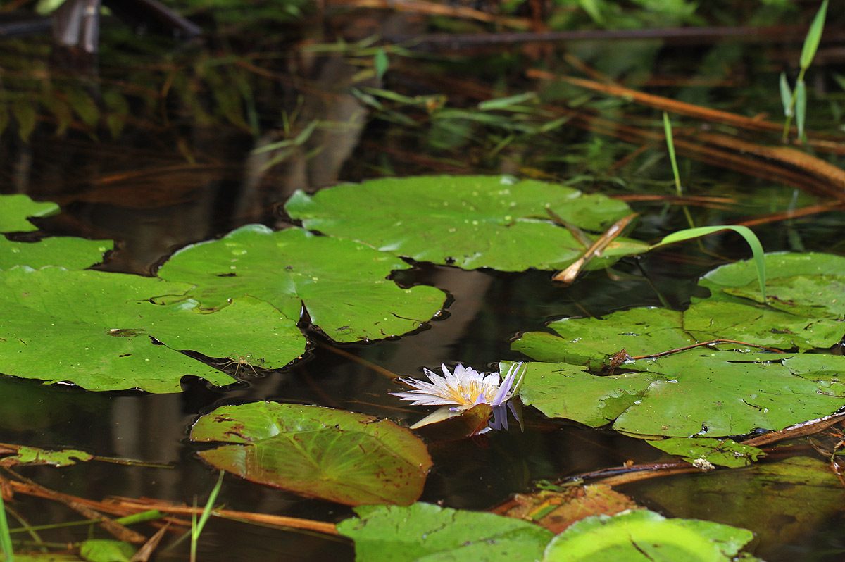 Nymphaea nouchali var. caerulea Nymphaea nouchali var. caerulea