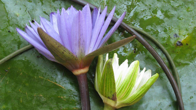 Nymphaea nouchali var. caerulea