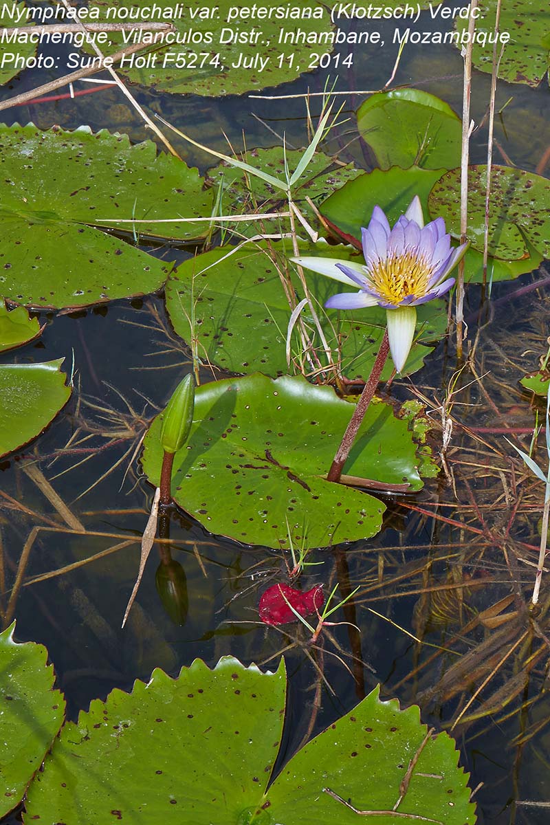 Nymphaea nouchali var. petersiana