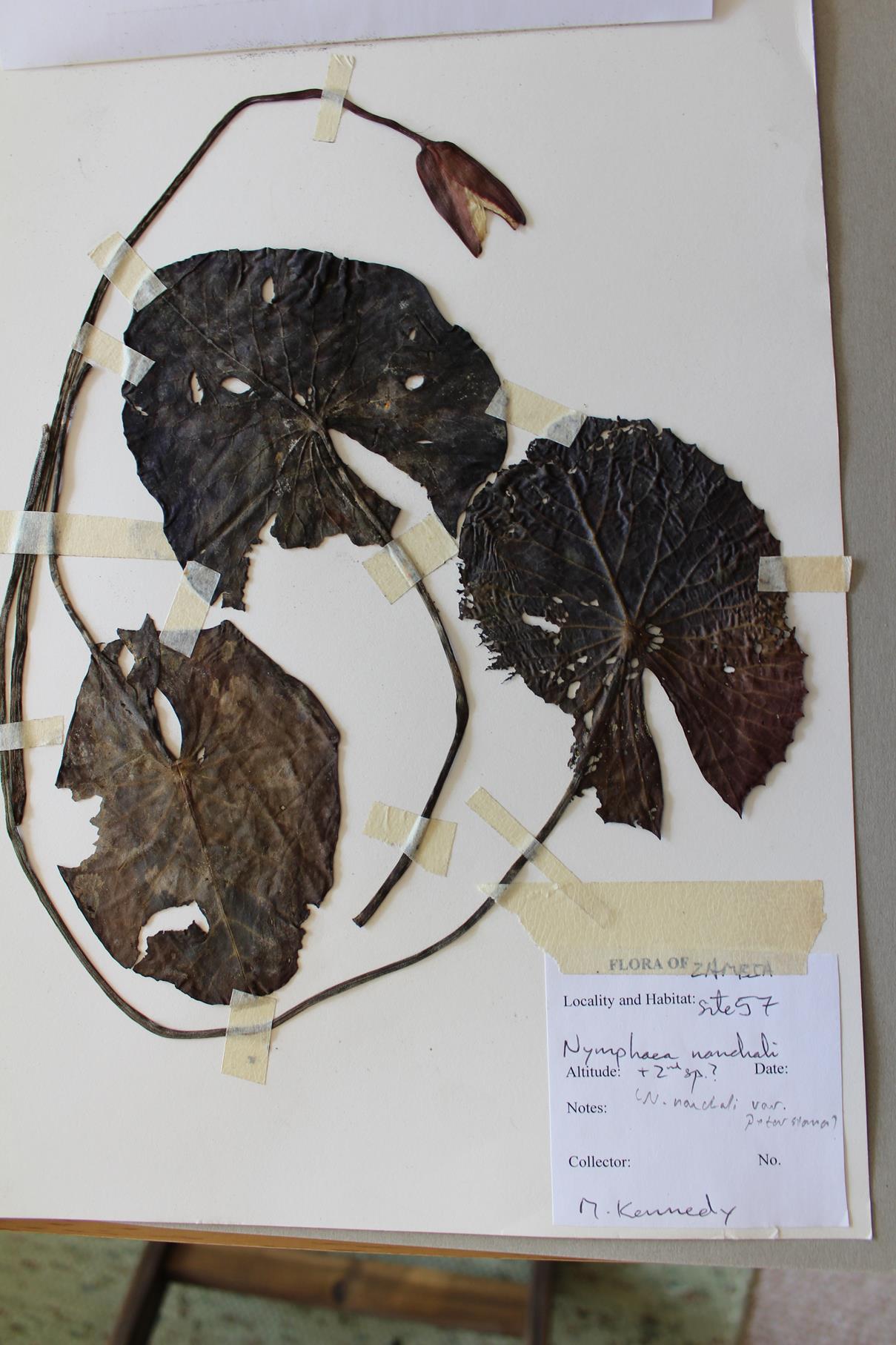 Nymphaea nouchali var. petersiana