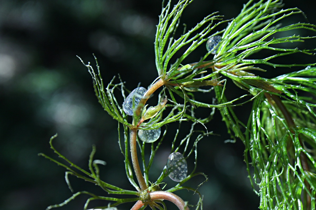 Ceratophyllum demersum var. demersum Ceratophyllum demersum var. demersum