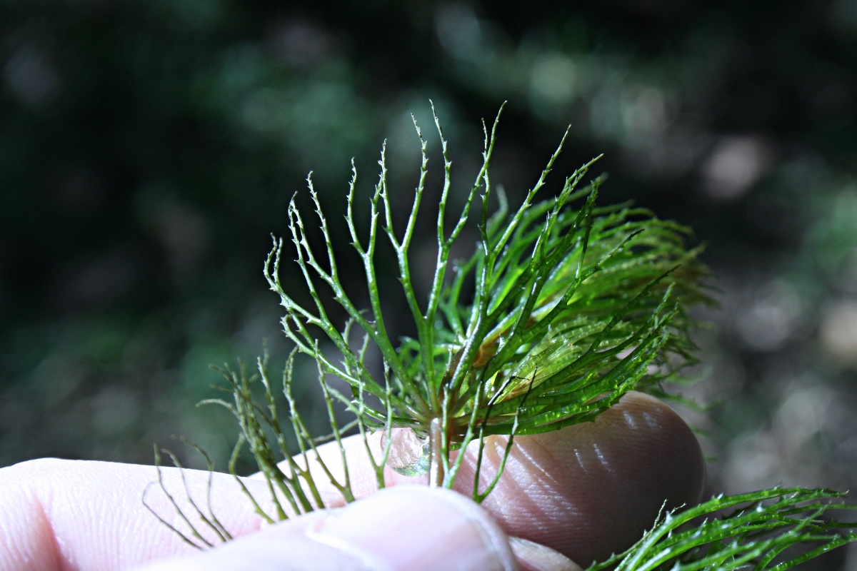 Ceratophyllum demersum var. demersum Ceratophyllum demersum var. demersum