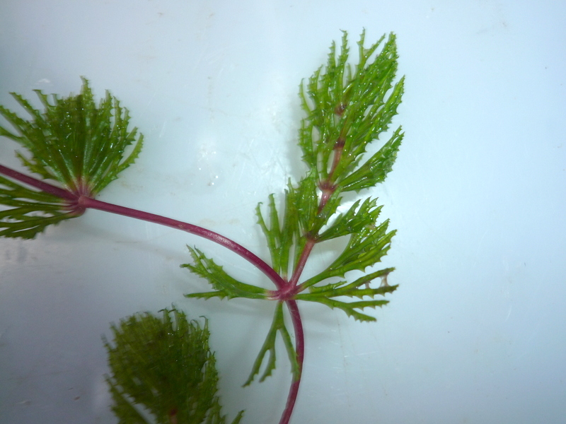 Ceratophyllum demersum var. demersum Ceratophyllum demersum var. demersum