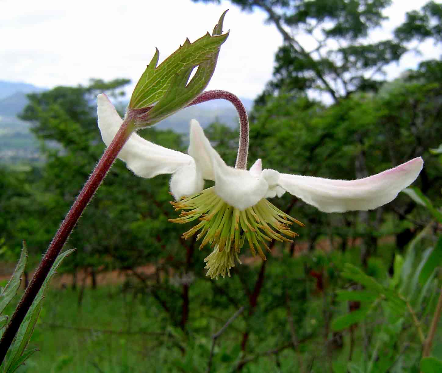 Clematis villosa subsp. kirkii