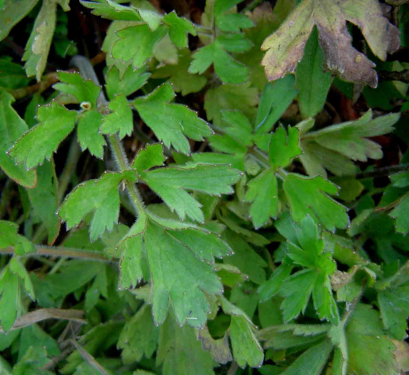 Ranunculus multifidus