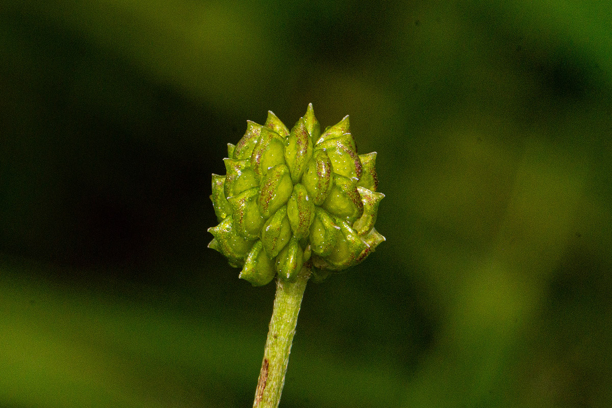 Ranunculus multifidus